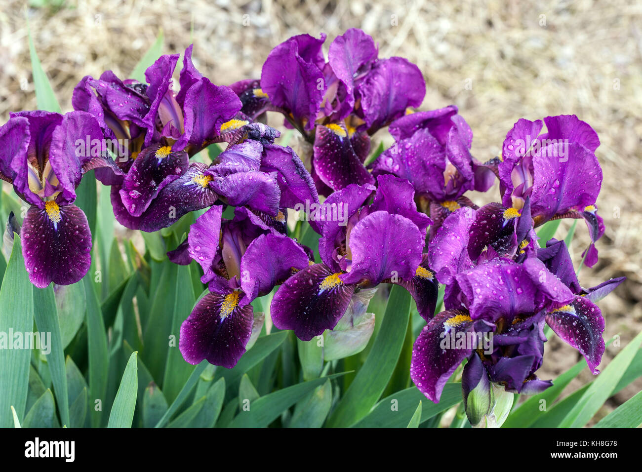 Standard Dwarf Bearded Irises Purple barbata nana 'Royal Blush' Irises Stock Photo