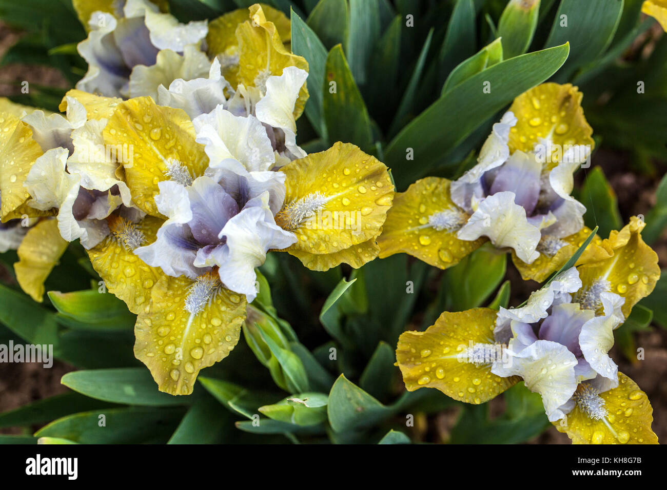 Standard Dwarf Bearded Iris barbata nana Iris 'Webelos', miniature iris ...