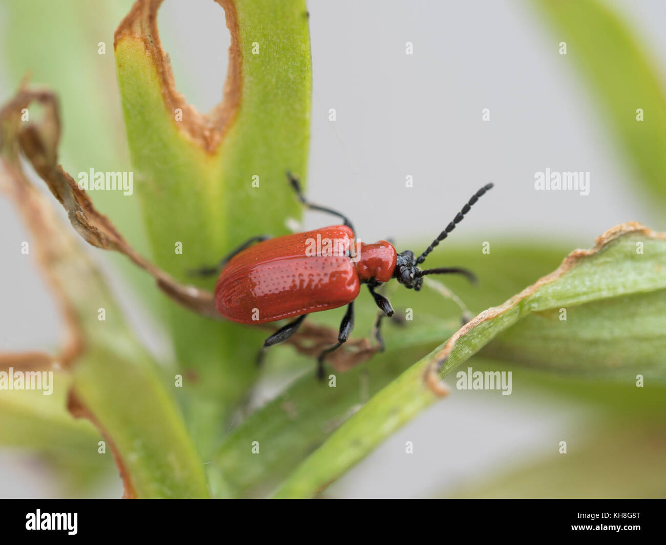 Lily beetle Stock Photo