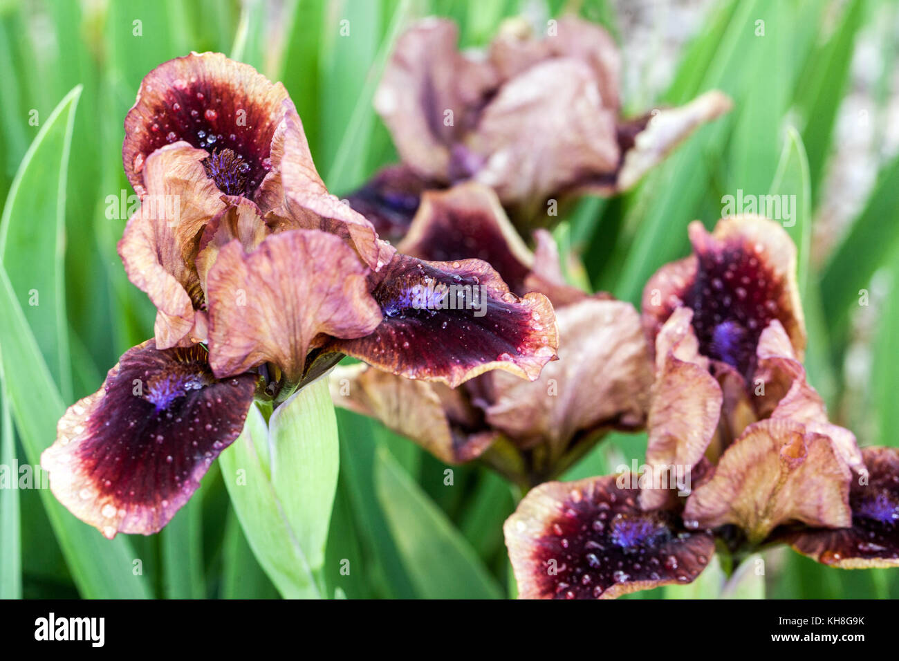 Standard Dwarf Bearded Iris barbata nana ' Cimmaron Rose ' Stock Photo