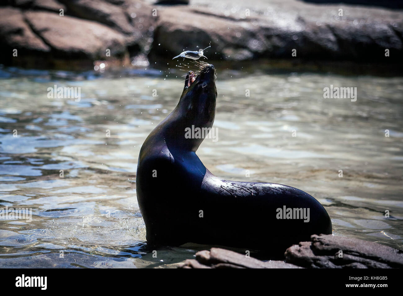 Seal catching fish in the wild Stock Photo