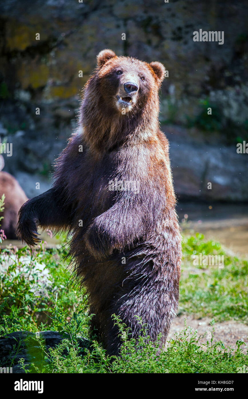 Standing bear in the wild Stock Photo - Alamy Standing bear in the wild Stock Photo - Alamy