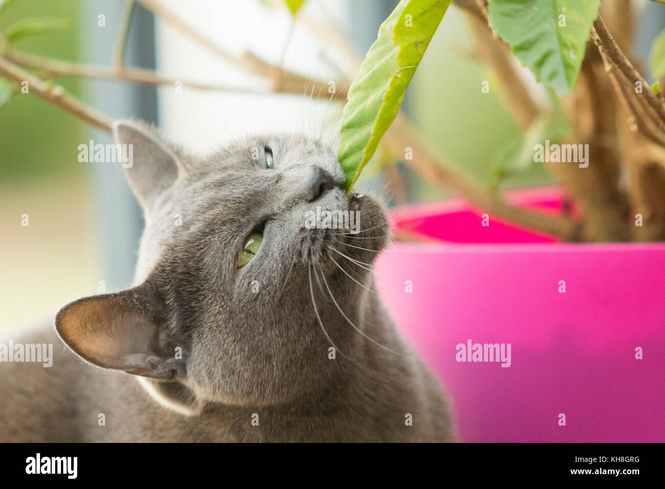 Cat going vegan eating leafs Stock Photo Alamy