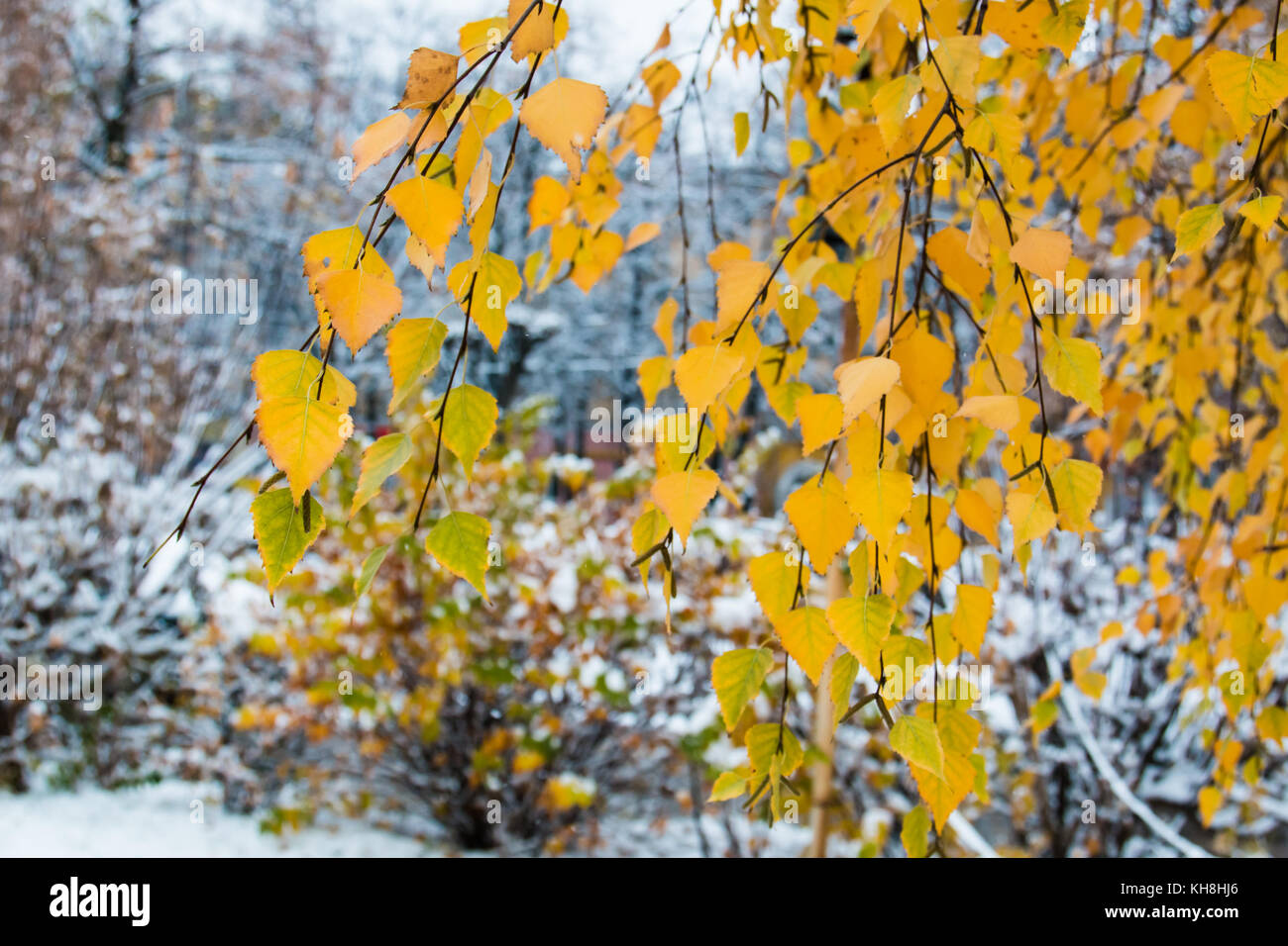 Branch with yellow autumn leaves of a birch on a blurred background of ...