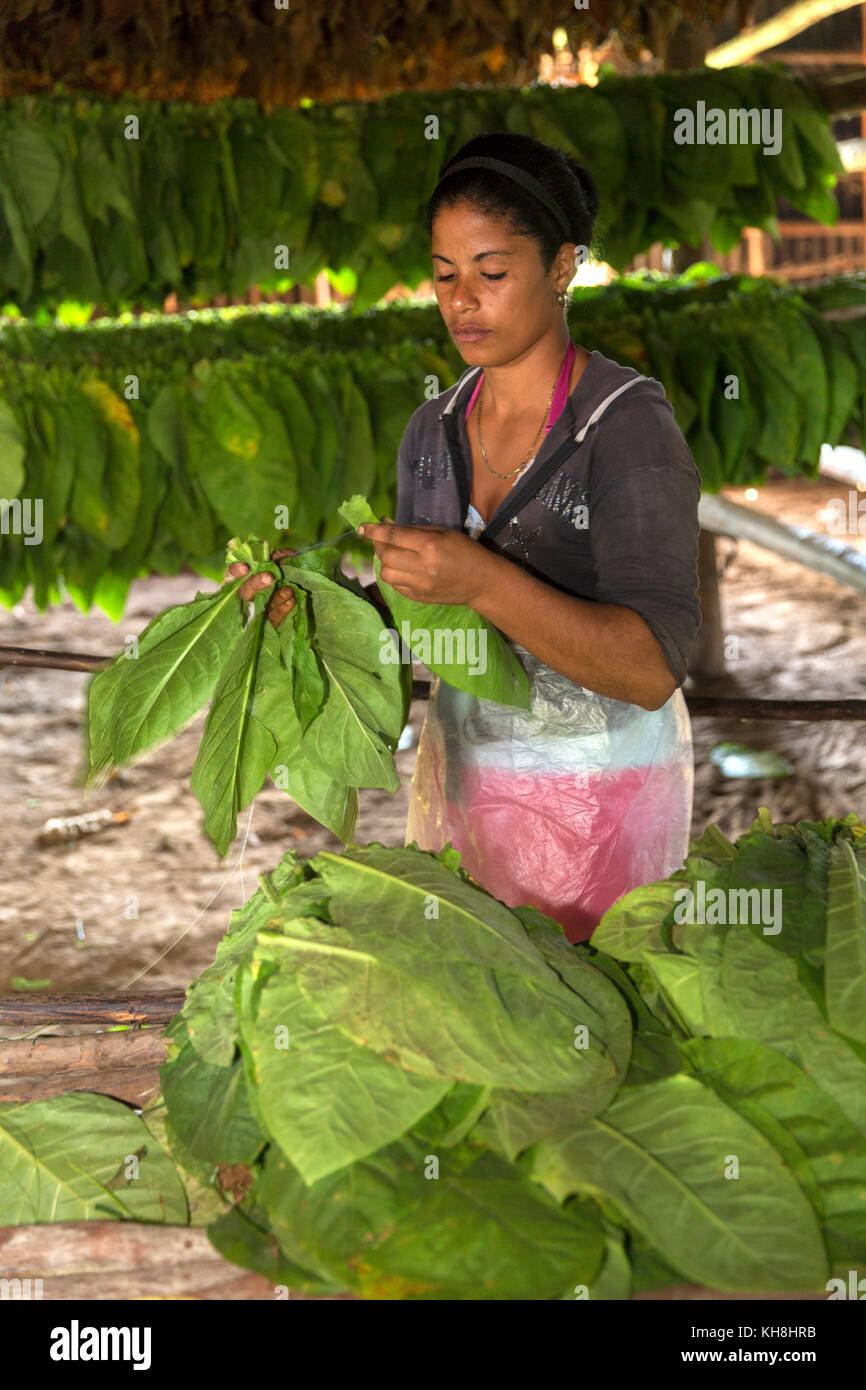 Blaetter sortieren im Tabakschuppen in San Luis, Provinz Pinar del Rio