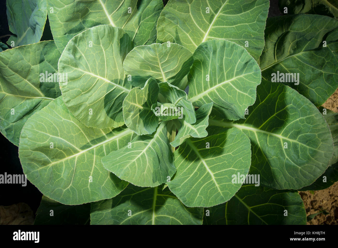 Collard greens field hires stock photography and images Alamy