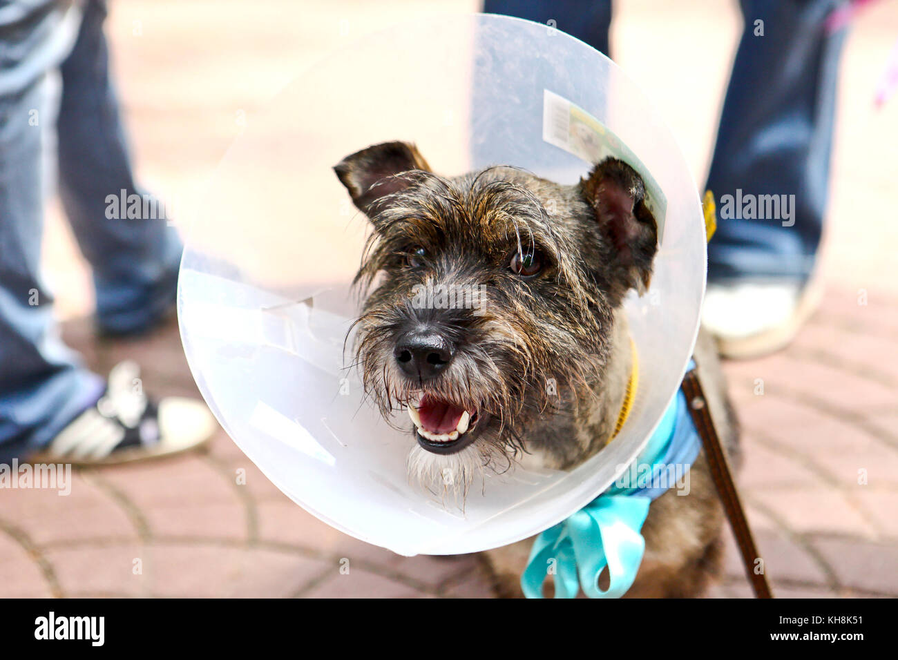 Dog with a cone funny cute Stock Photo Alamy