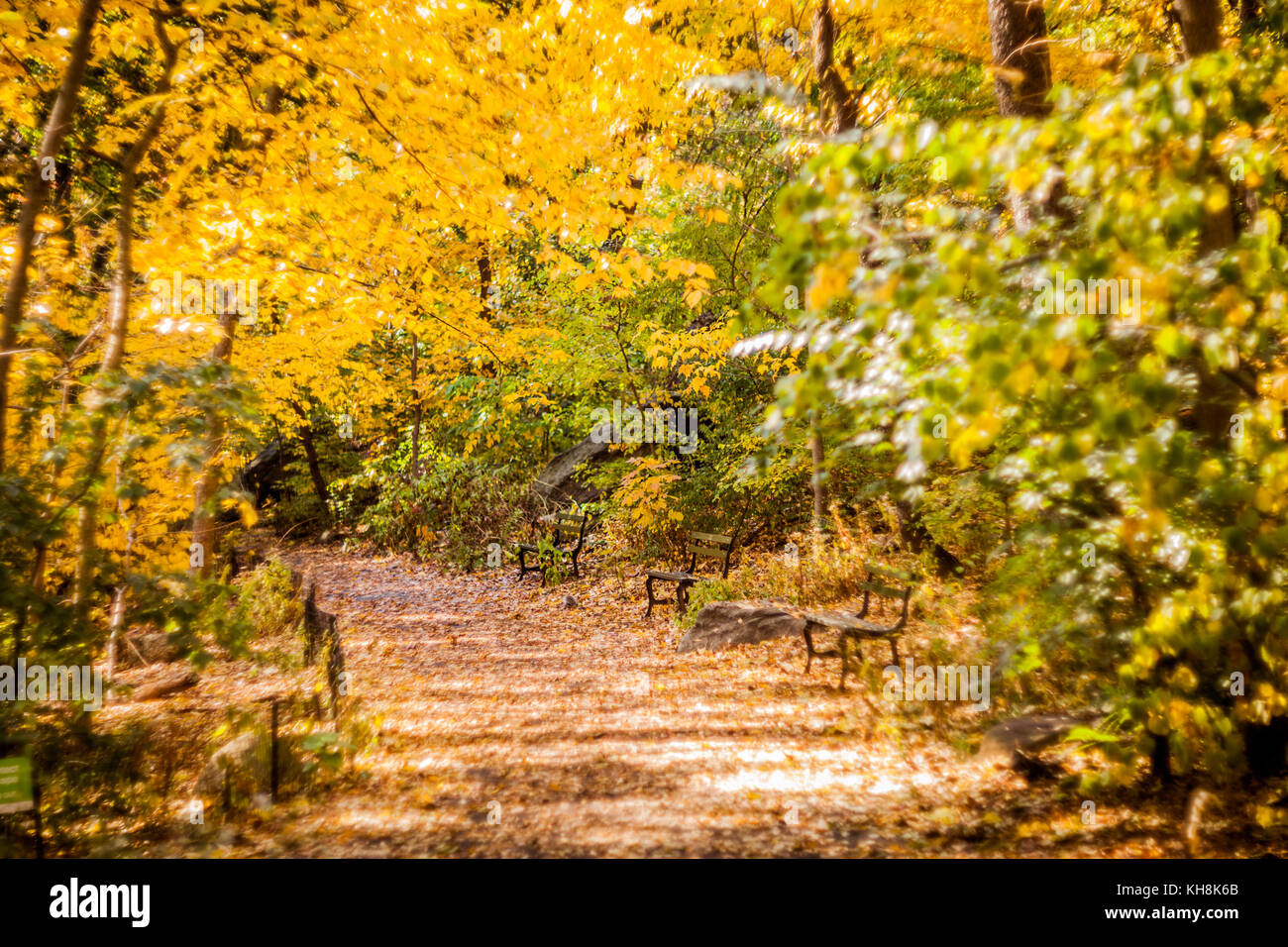 Gold colors hi-res stock photography and images - Alamy