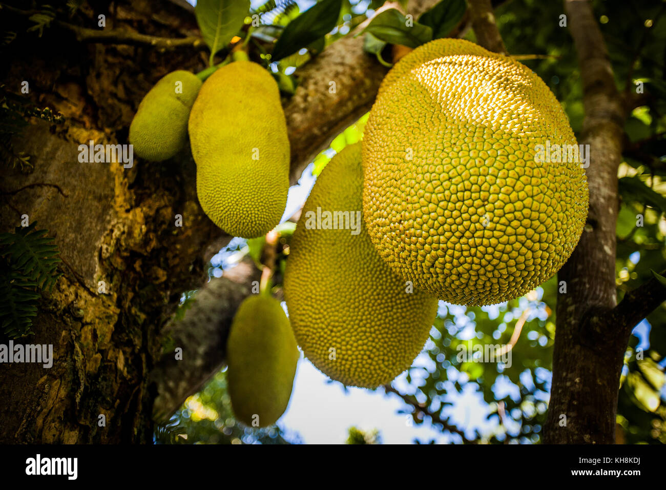 Jack fruit plant Stock Photo Alamy