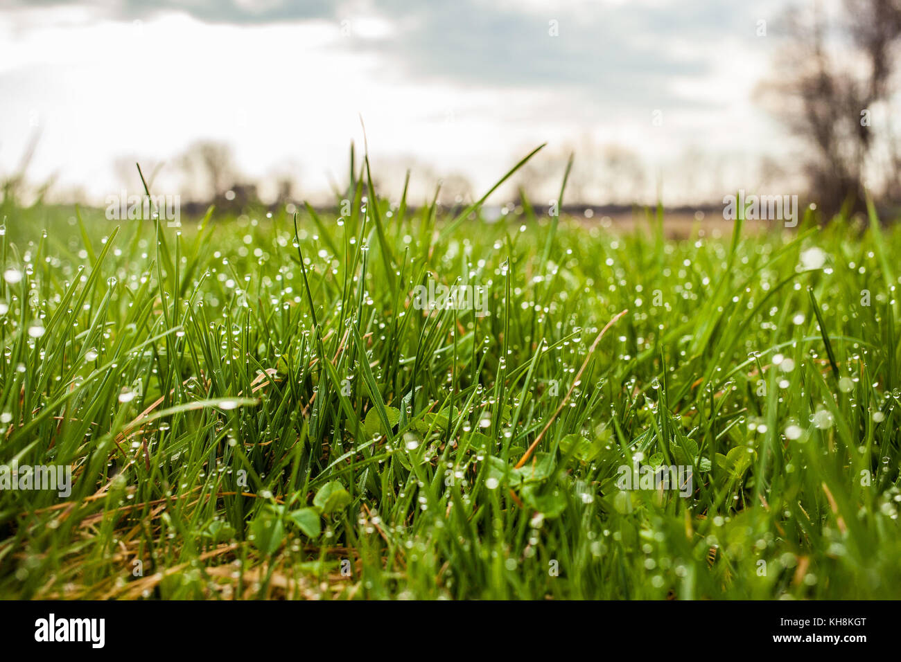grass with water drops close up Stock Photo - Alamy