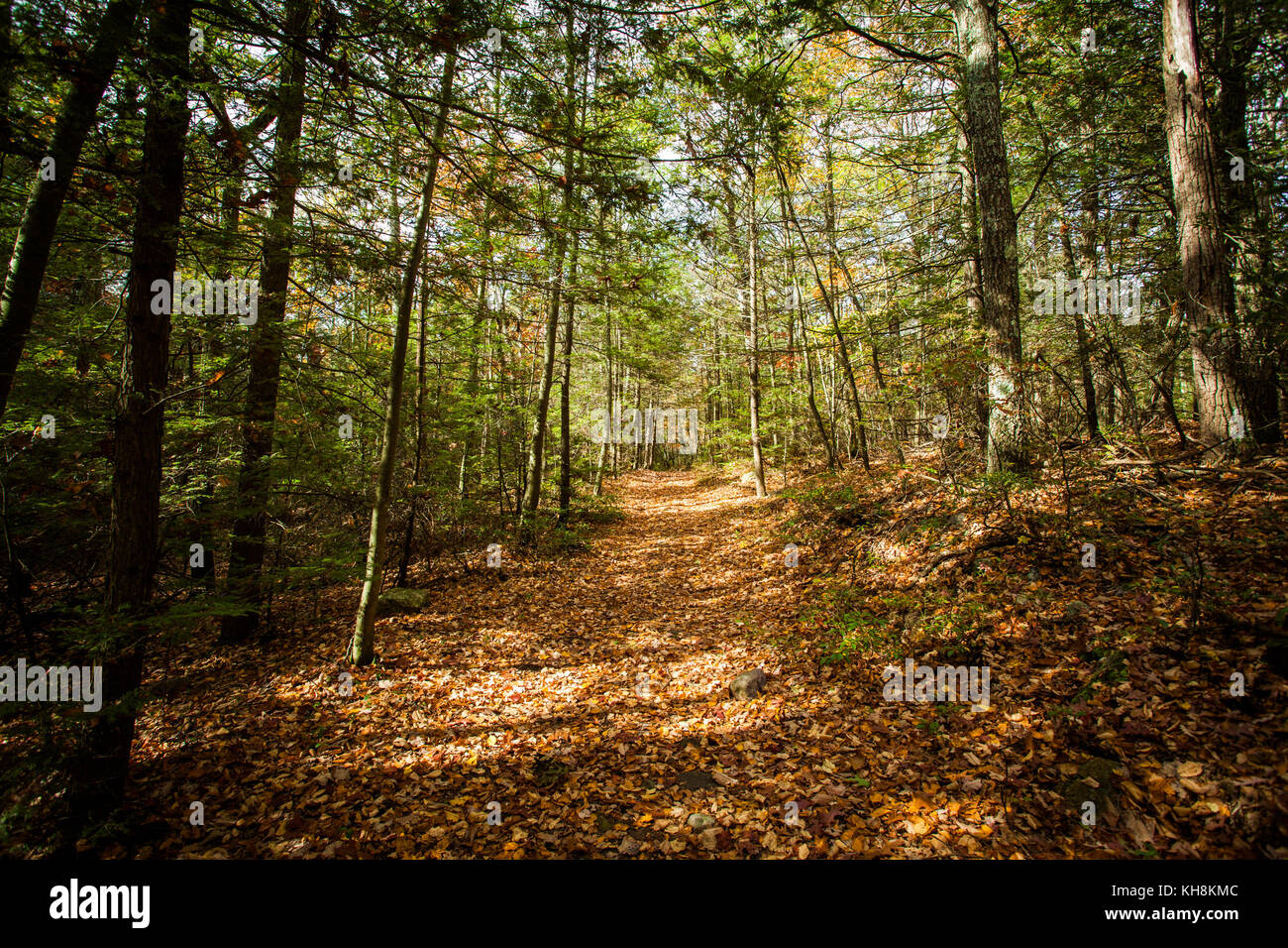 Forest hiking path hi-res stock photography and images - Alamy