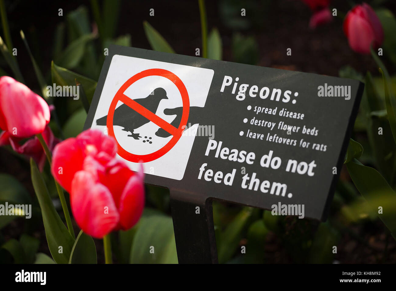 Do not feed pigeons sign Stock Photo Alamy