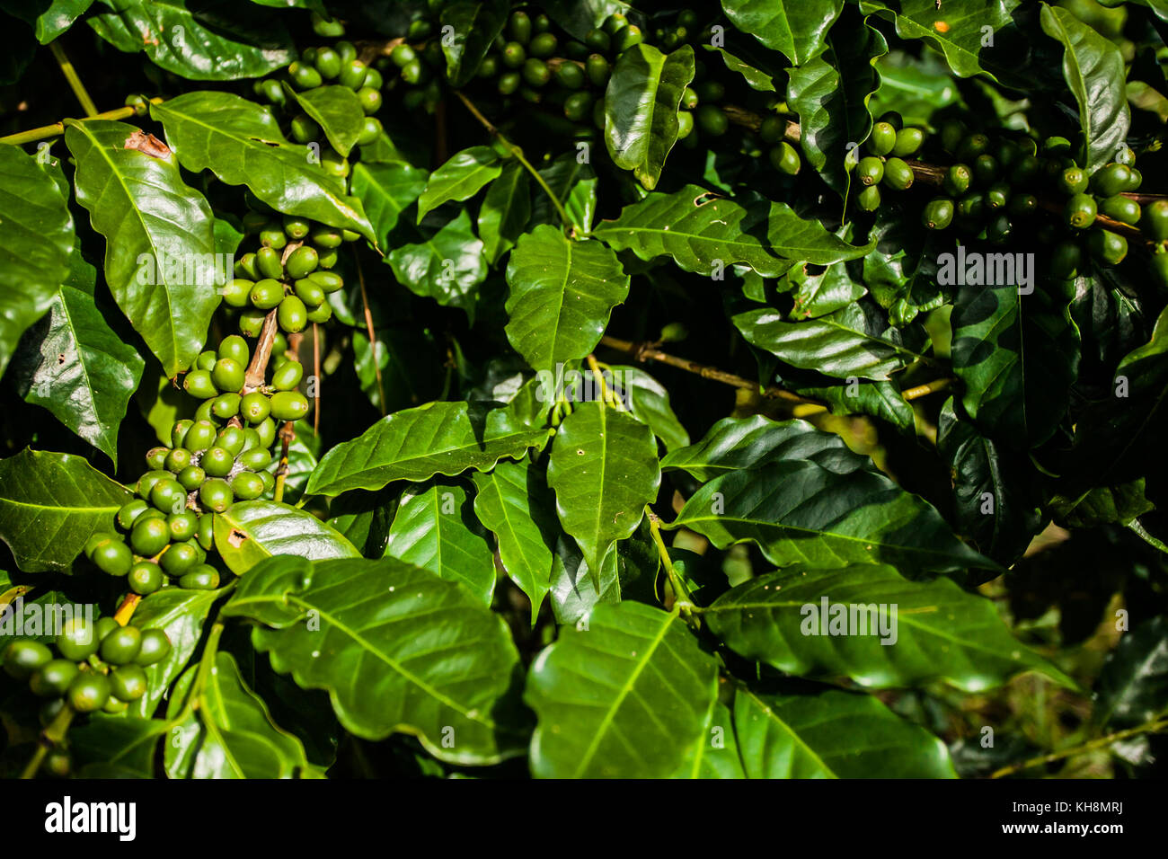 jamaica coffee blue mountains green Stock Photo Alamy