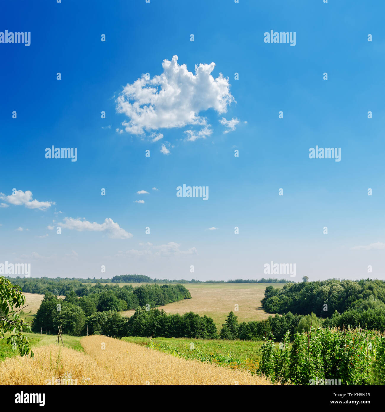 fields with trees and blue cloudy sky Stock Photo - Alamy