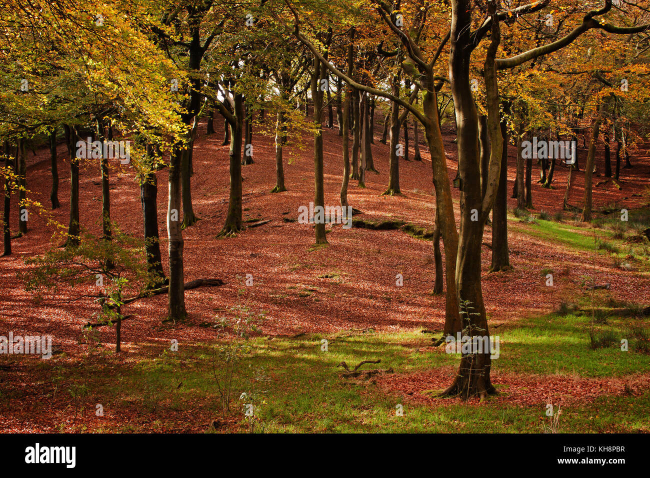 Hillside woodland in autumn at Tandle Hill Country Park, tandle hills, Royton, Oldham Stock Photo