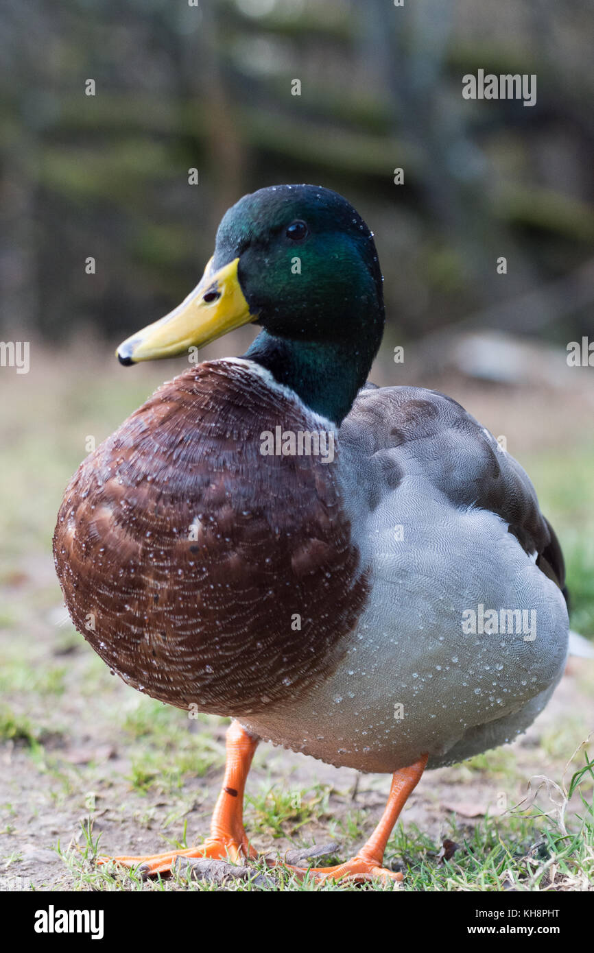 Mallard ducks on Loch Lomond Stock Photo