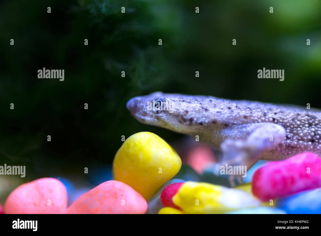 a small tropical frog in a tank Stock Photo