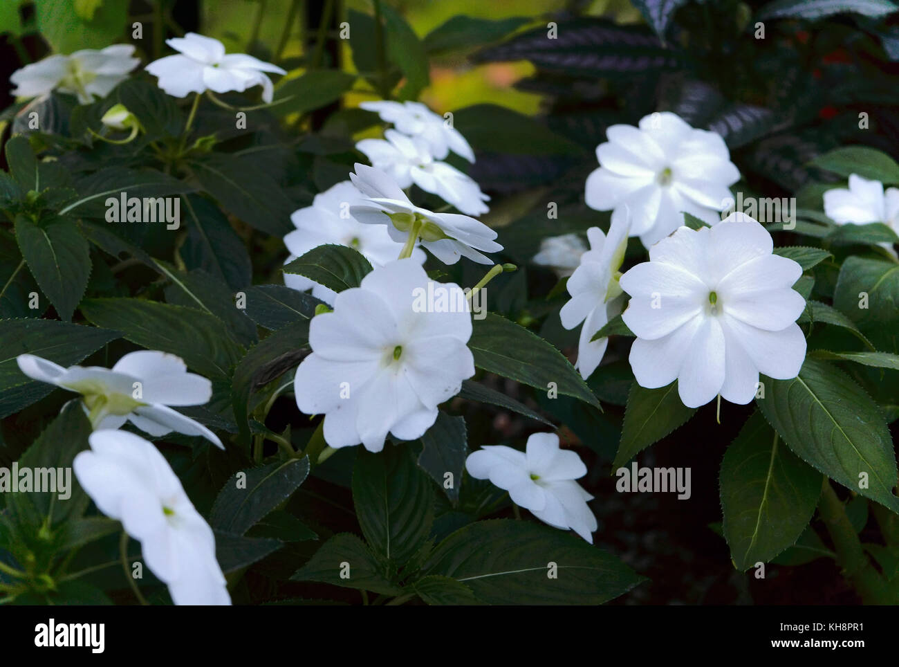 White impatiens hi-res stock photography and images - Alamy