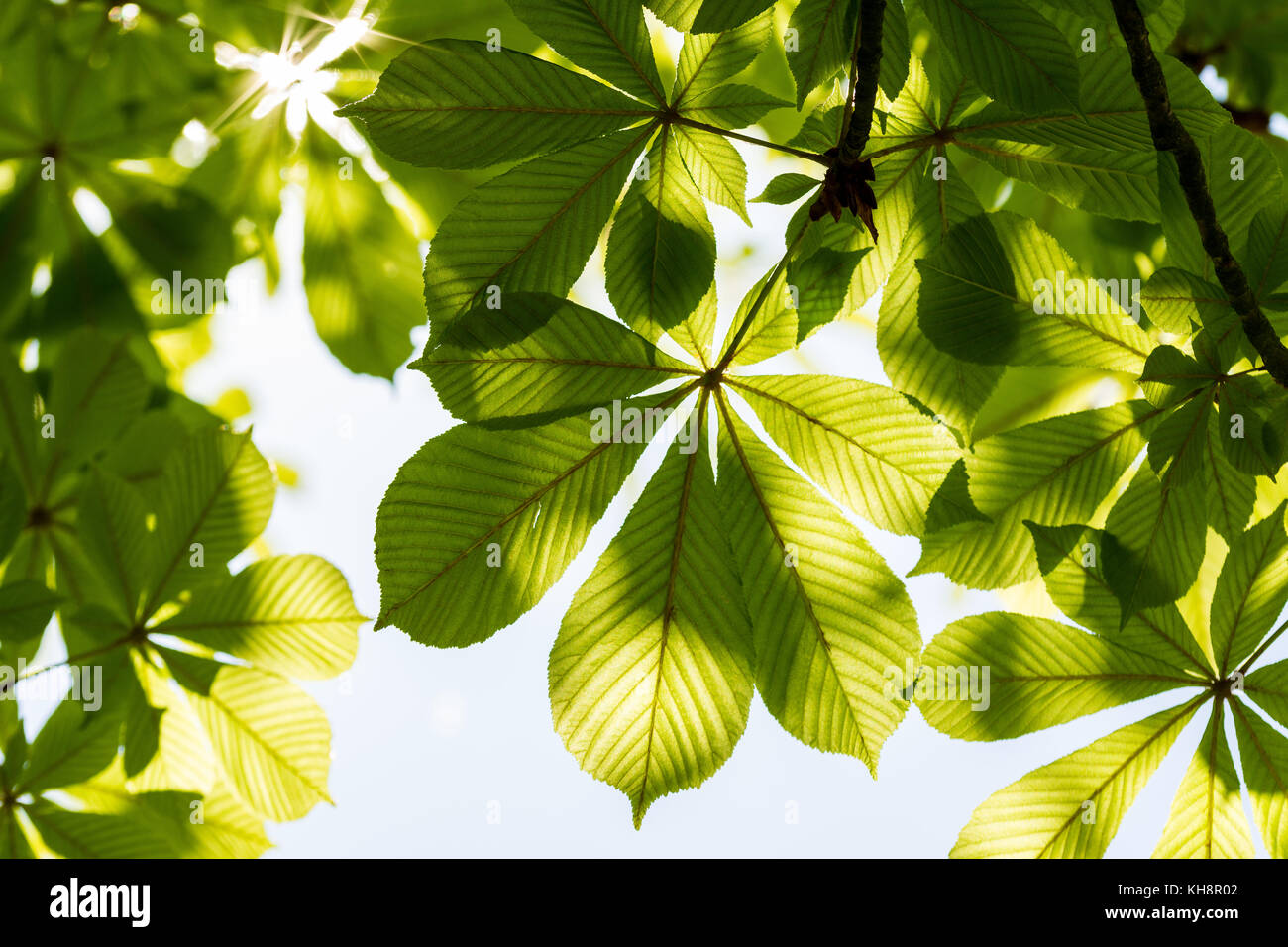 Chestnut leaves and sunny sky. Aesculus hippocastanum. Foliage of tree close up against glowing sun. Stock Photo