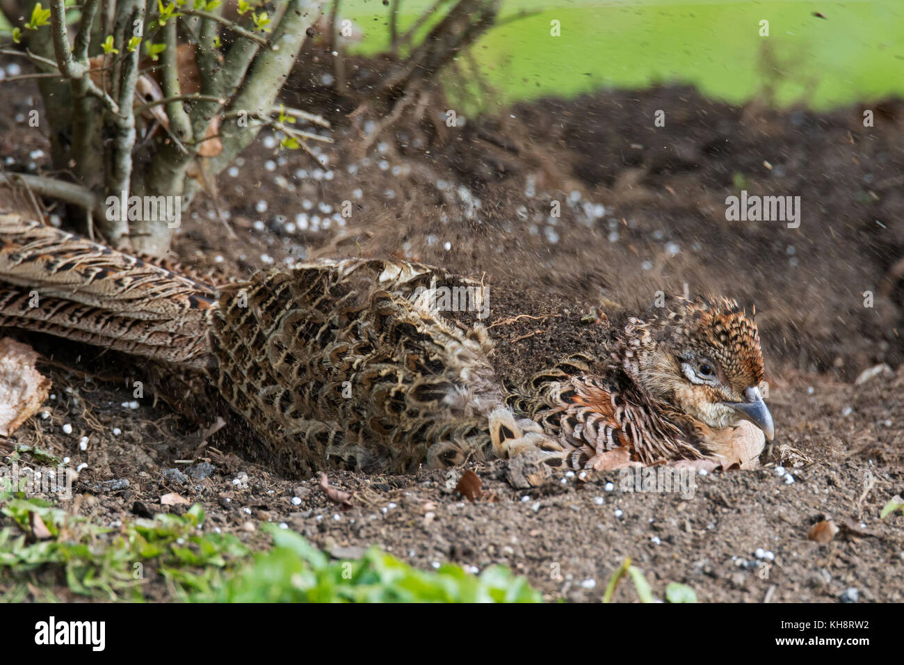 Common pheasant / Ring-necked pheasant (Phasianus colchicus) hen taking sand bath / dust bathing in spring Stock Photo