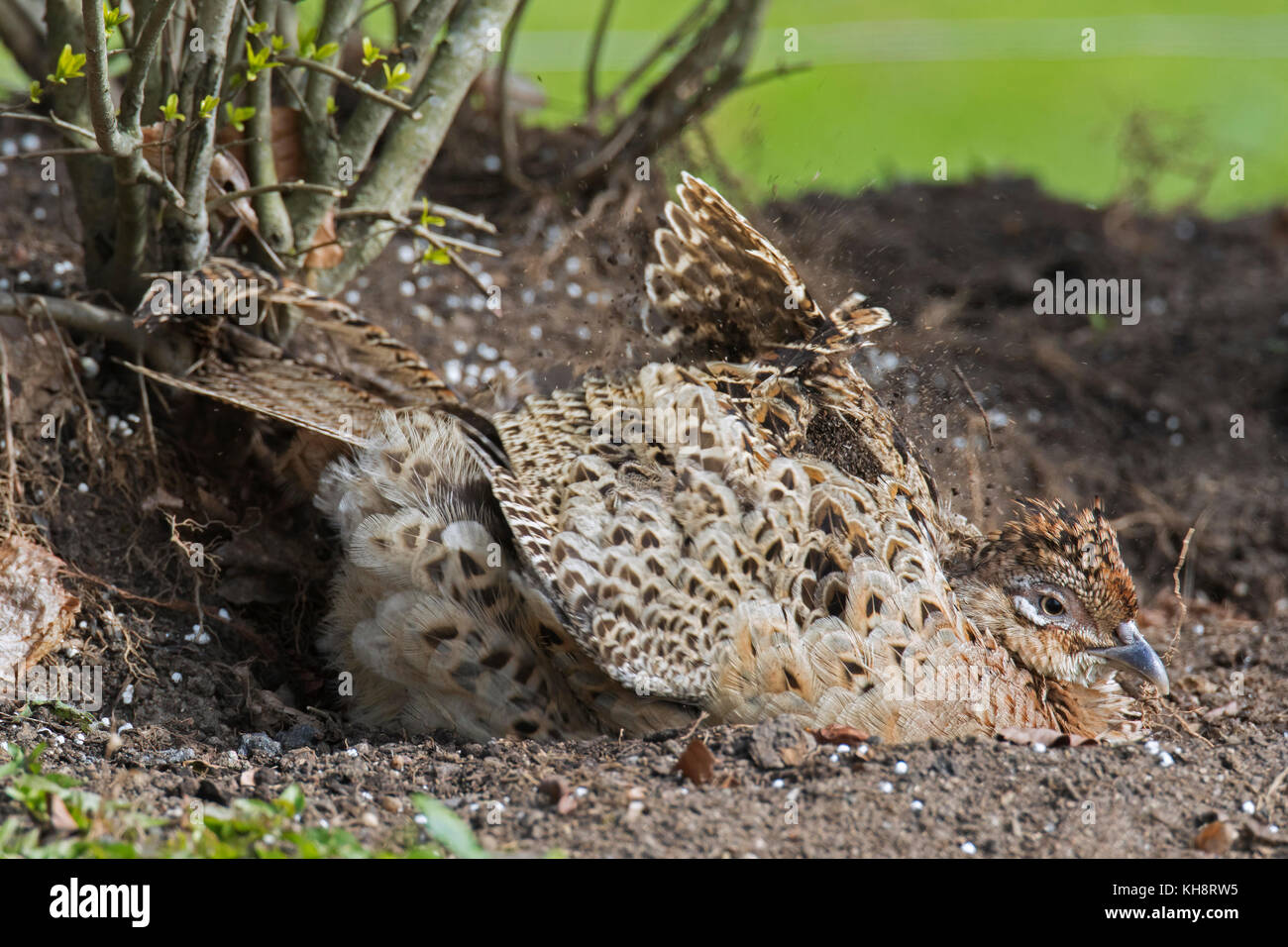 Common pheasant / Ring-necked pheasant (Phasianus colchicus) hen taking sand bath / dust bathing in spring Stock Photo