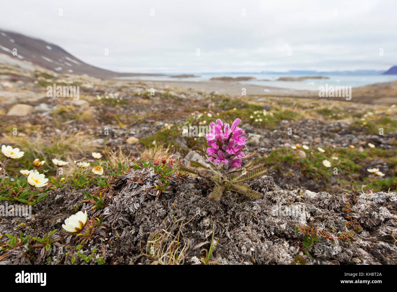 Woolly lousewort / Arctic hairy lousewort (Pedicularis dasyantha / Pedicularis lanata ssp. dasyantha) hemiparasite flowering on the tundra, Svalbard Stock Photo