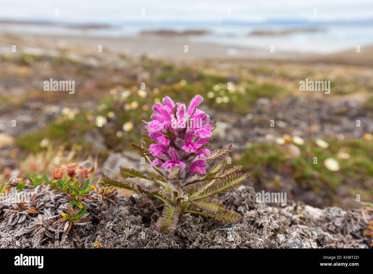 Woolly lousewort / Arctic hairy lousewort (Pedicularis dasyantha / Pedicularis lanata ssp. dasyantha) hemiparasite flowering on the tundra, Svalbard Stock Photo