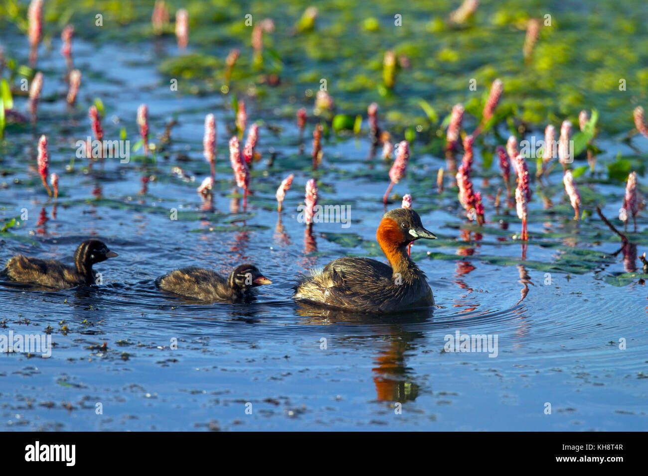 Little grebe (Tachybaptus ruficollis / Podiceps ruficollis) in breeding plumage swimming in lake with two chicks in summer Stock Photo
