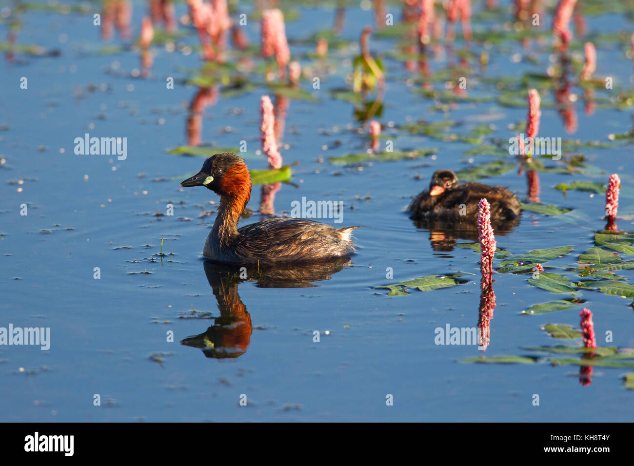Little grebe (Tachybaptus ruficollis / Podiceps ruficollis) in breeding plumage swimming in lake with chick in summer Stock Photo
