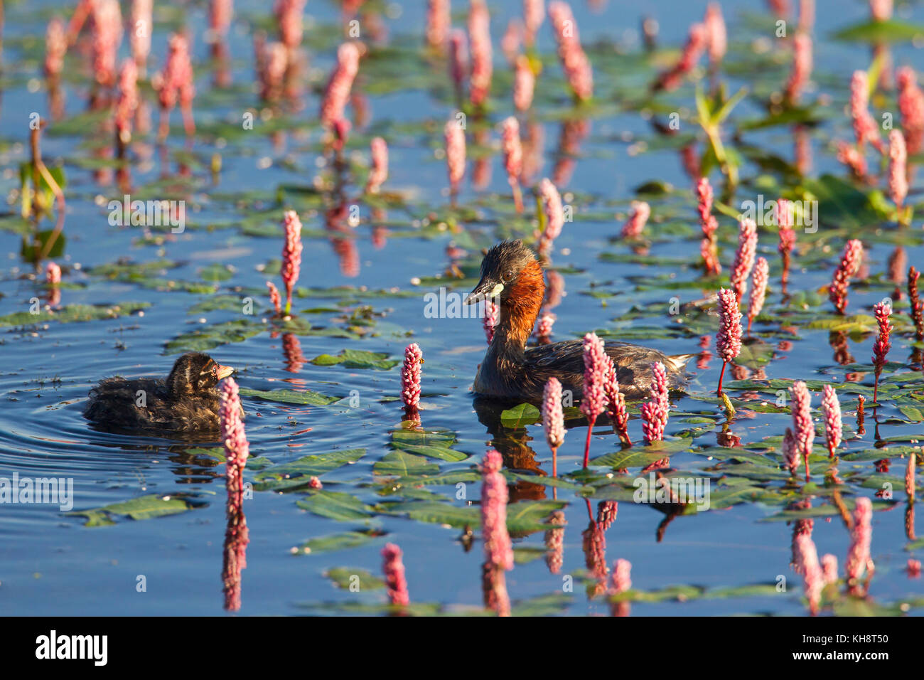 Little grebe (Tachybaptus ruficollis / Podiceps ruficollis) in breeding plumage swimming in lake with chick in summer Stock Photo