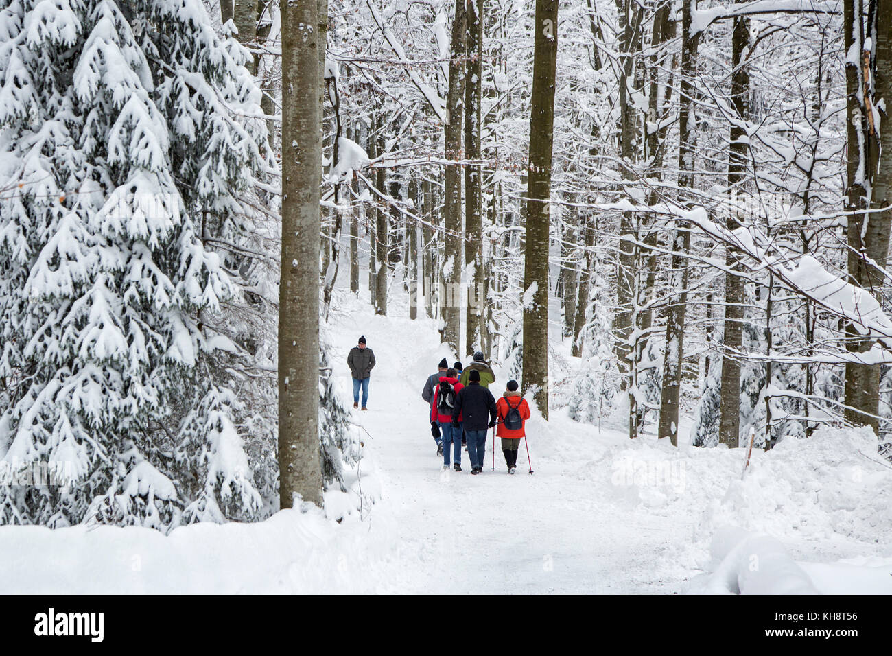 Group of walkers walking along path in mixed forest with trees covered in snow in winter Stock Photo