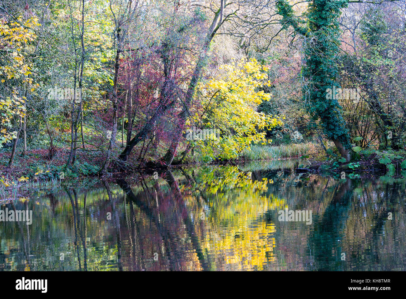 Autumn Tints and Reflections of Trees in a Lake at Shipton Under