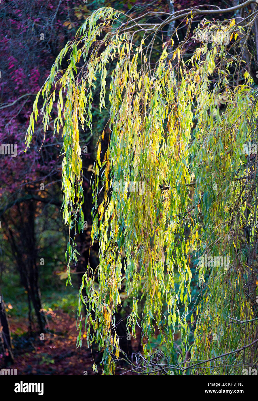 Weeping Willow Tree Branches in Autumn Colours in Shipton under Wychwood Oxfordshire England United Kingdom UK Stock Photo