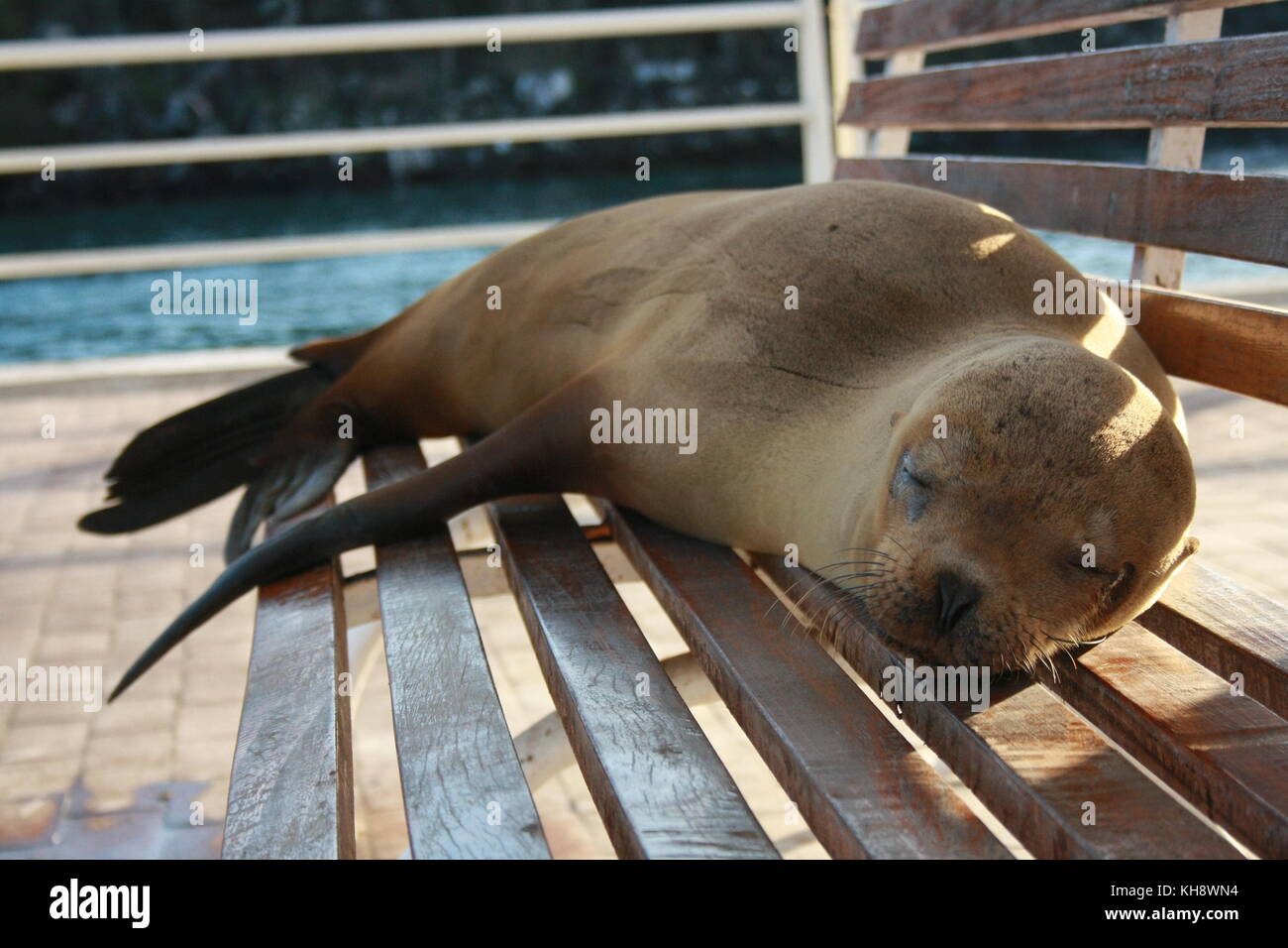 Sea lions, Galapagos Islands, Ecuador Stock Photo - Alamy