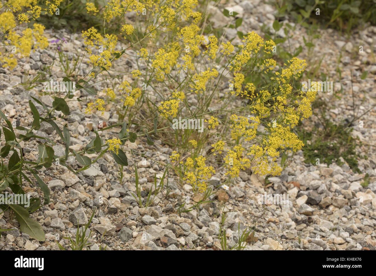 Woad, Isatis tinctoria subsp. tomentella,  in flower, Peloponnese, Greece. Stock Photo