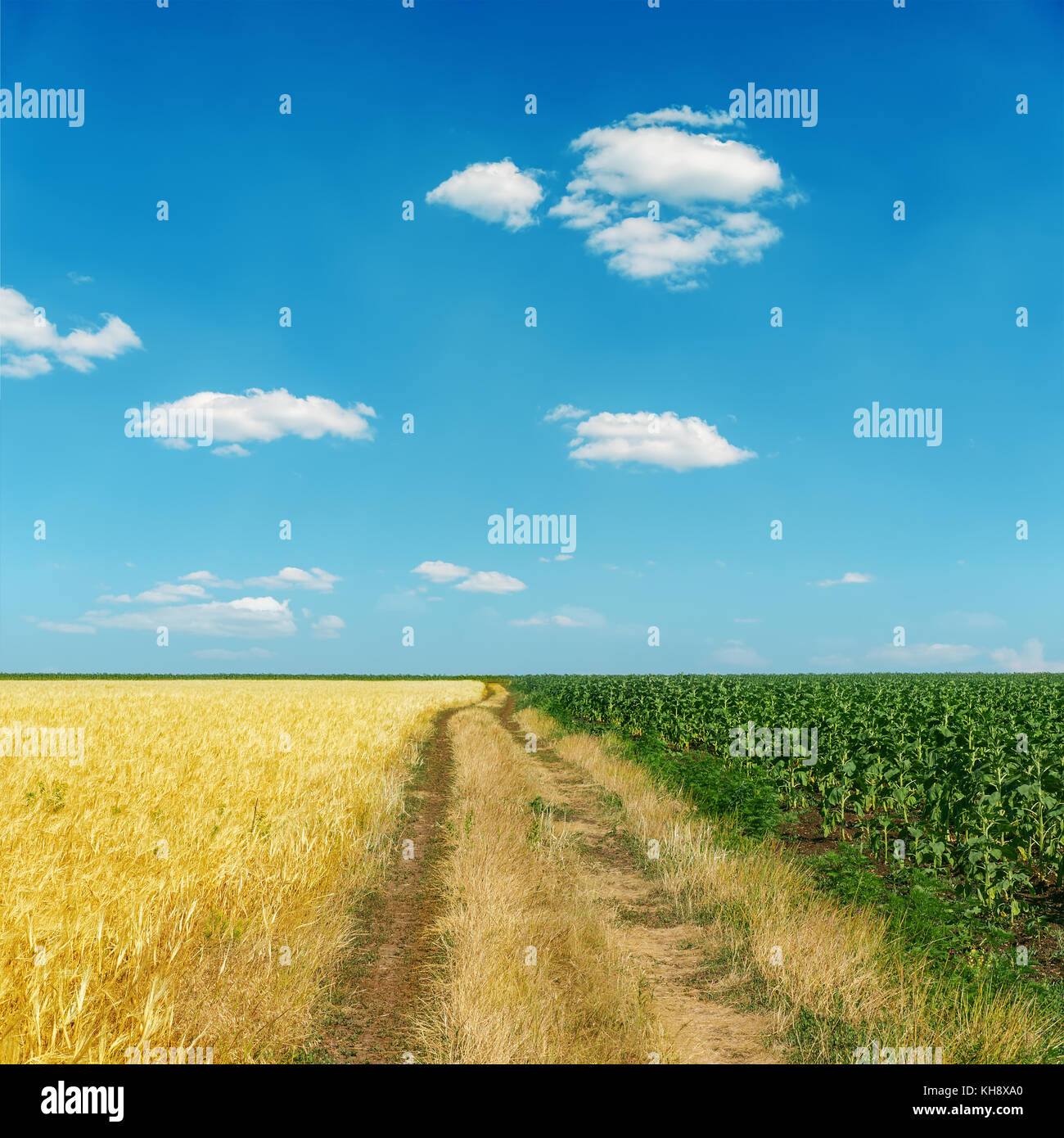 dirty road between gold and green fields under blue sky Stock Photo - Alamy
