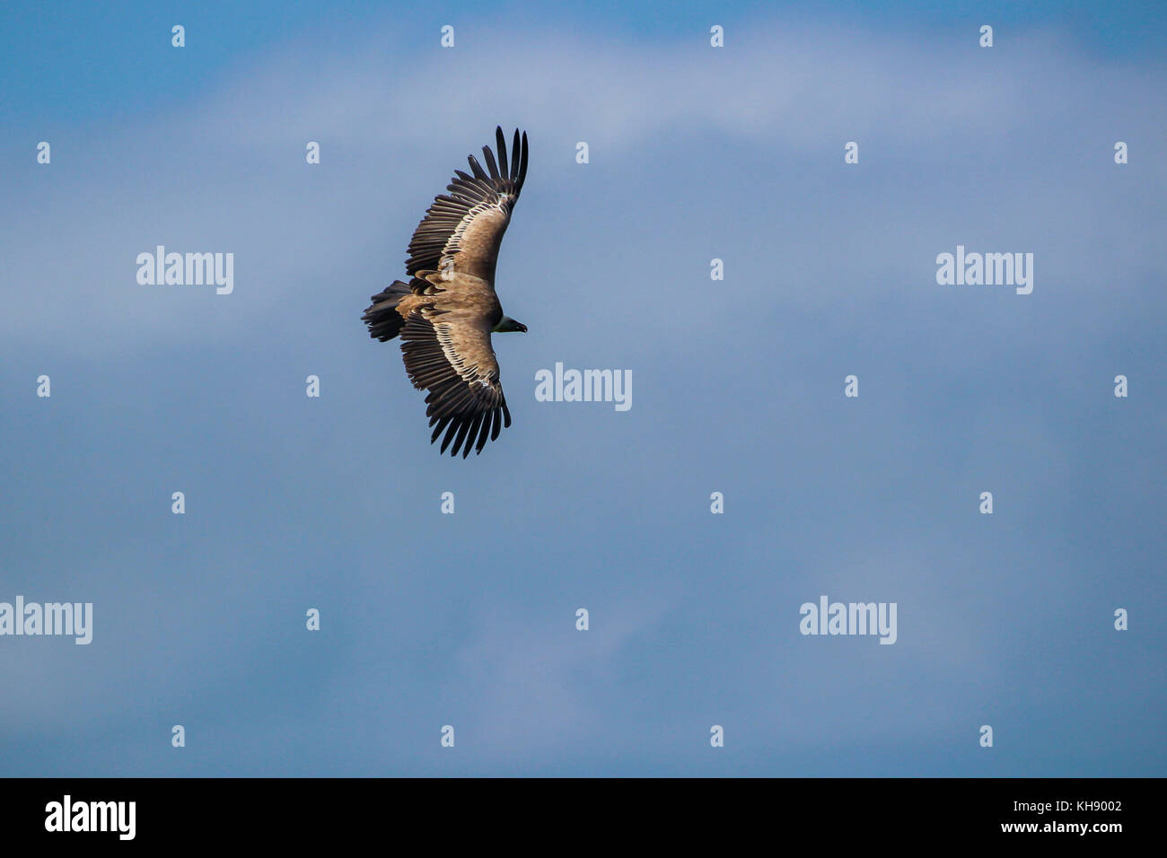 griffon vulture - Gyps fulvus, falconry, Vorarlberg, Austria Stock Photo