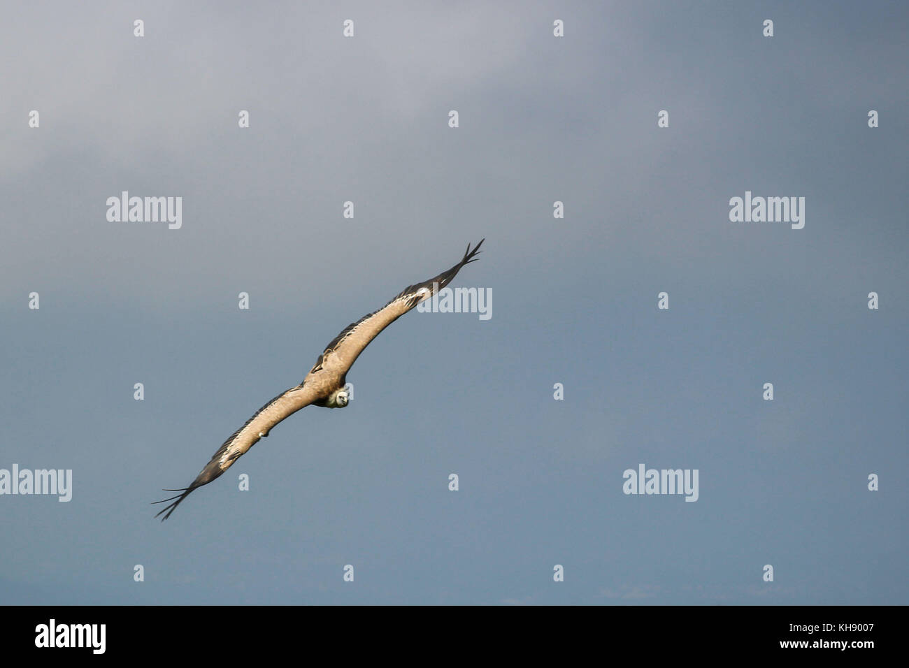 griffon vulture - Gyps fulvus, falconry, Vorarlberg, Austria Stock ...