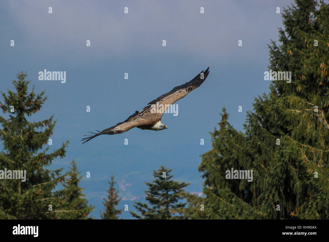 griffon vulture - Gyps fulvus, falconry, Vorarlberg, Austria Stock ...