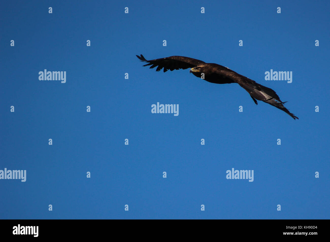 Golden Eagle Illinois, falconry, Vorarlberg, Austria Stock Photo Alamy