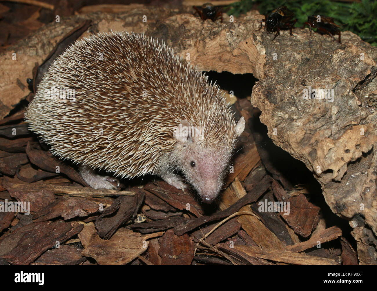 Lesser hedgehog tenrec (Echinops telfairi), found in Southern Madagascar. Stock Photo