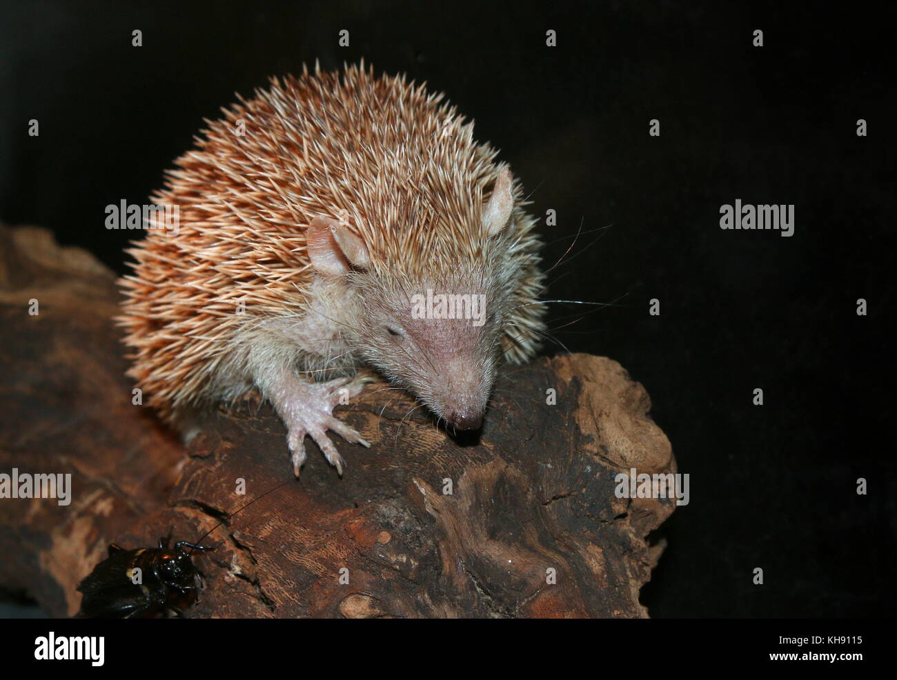 Lesser hedgehog tenrec (Echinops telfairi), found in Southern Madagascar. Stock Photo
