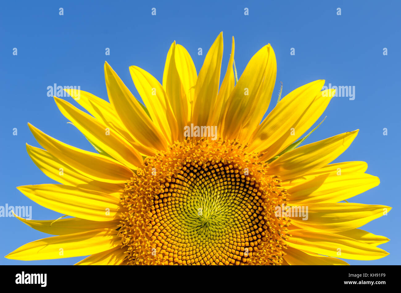 part of sunflower and blue sky Stock Photo - Alamy