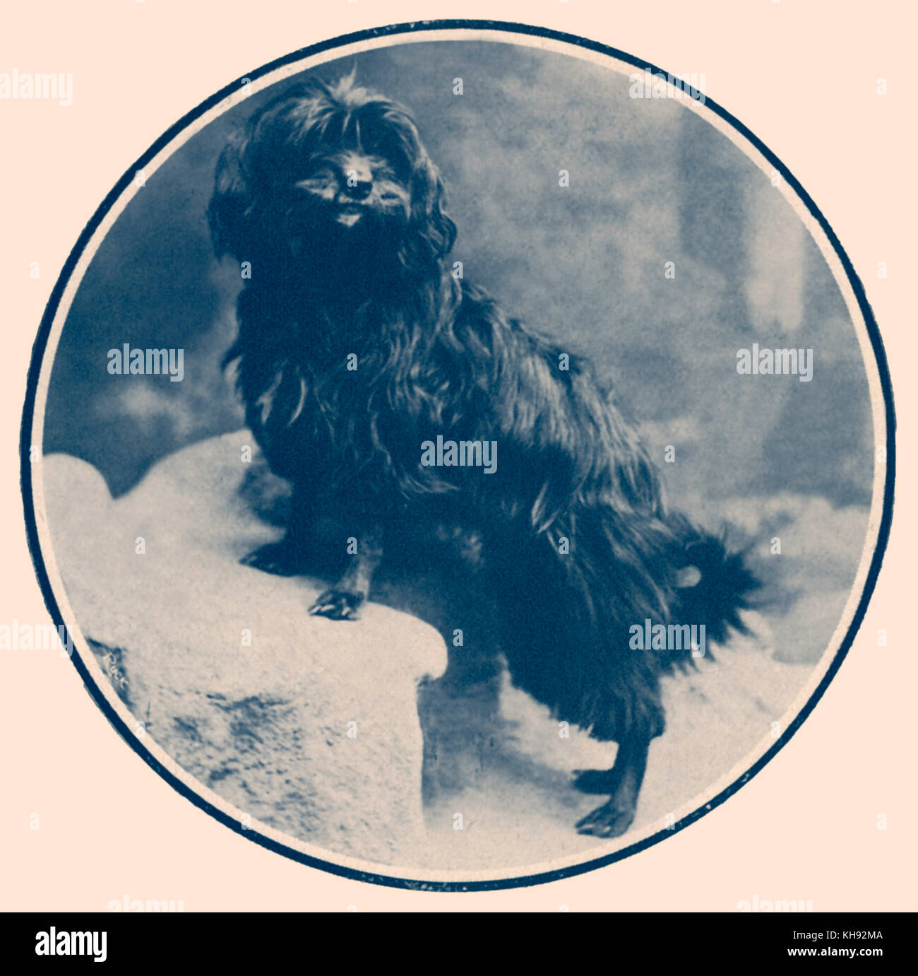 Camille Saint-Saens's dog Dalila - portrait. French composer. 9 October 1835 - 16 December 1921. Stock Photo