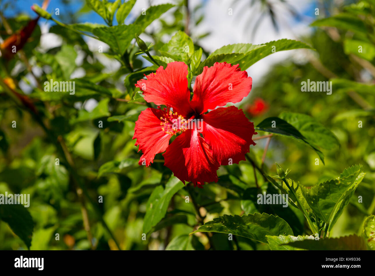 Asia, Philippines, Cebu, Mactan, Mactan Shrine, Hibiscus flower Stock