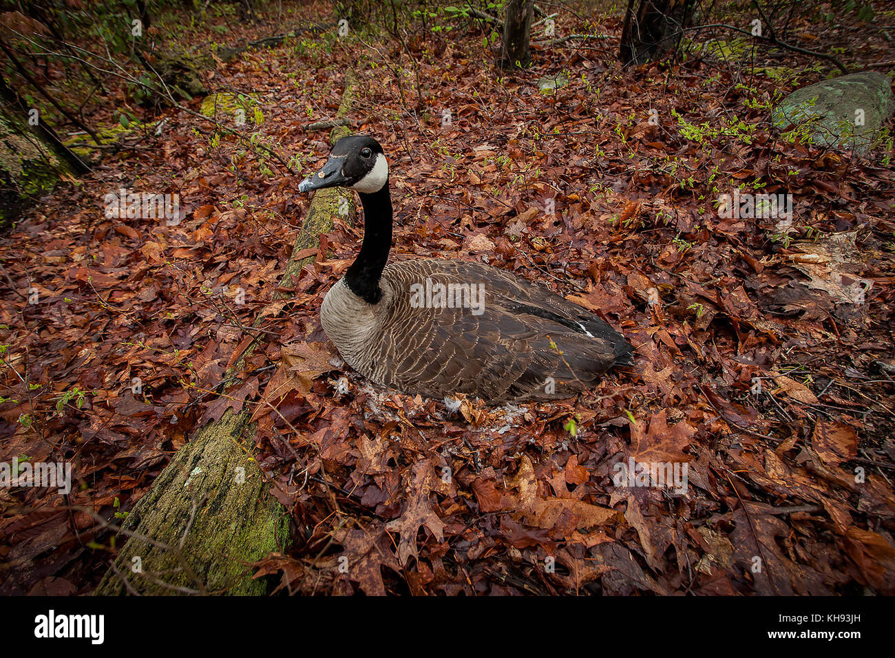 Forest bird laying eggs in the nest Stock Photo - Alamy