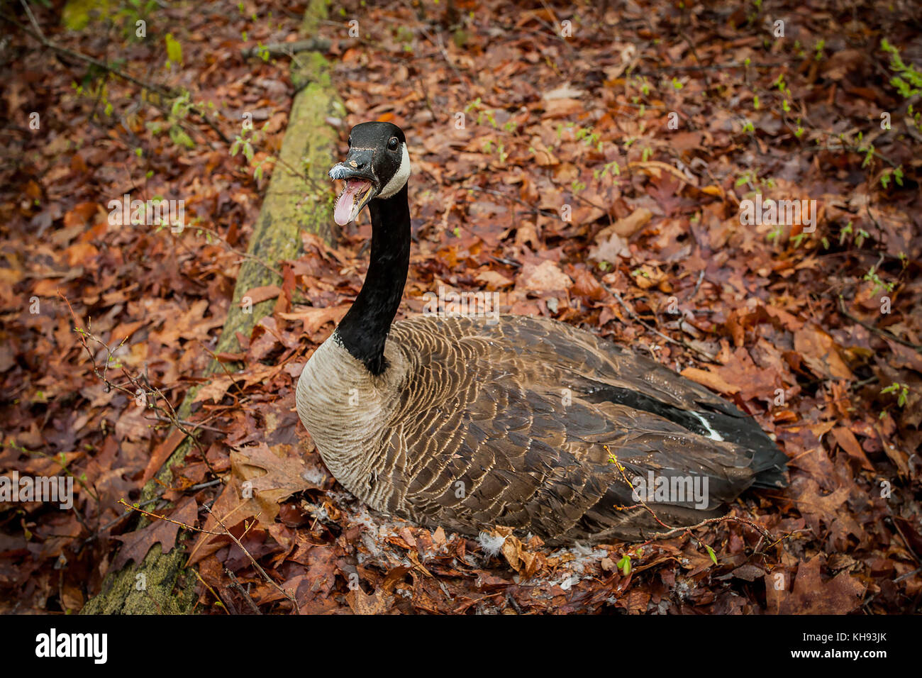 Forest bird laying eggs in the nest Stock Photo - Alamy