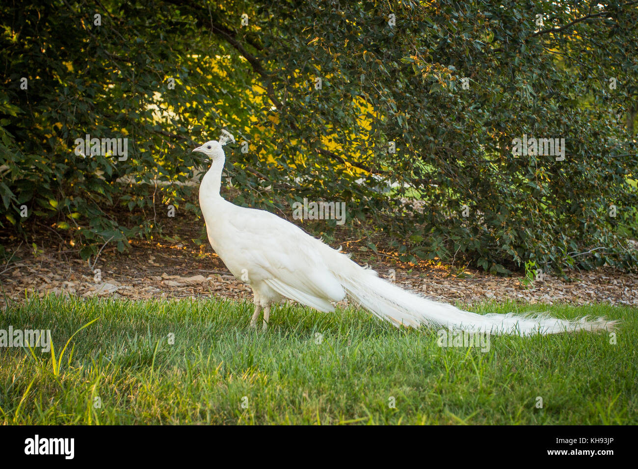 white peacock on the grass Stock Photo - Alamy