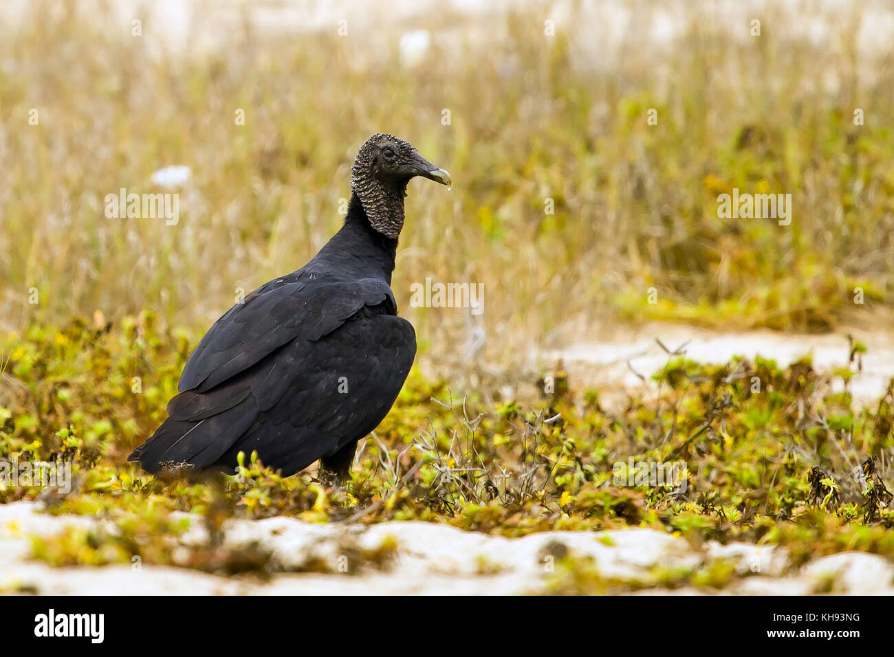 Black raptor hi-res stock photography and images - Alamy