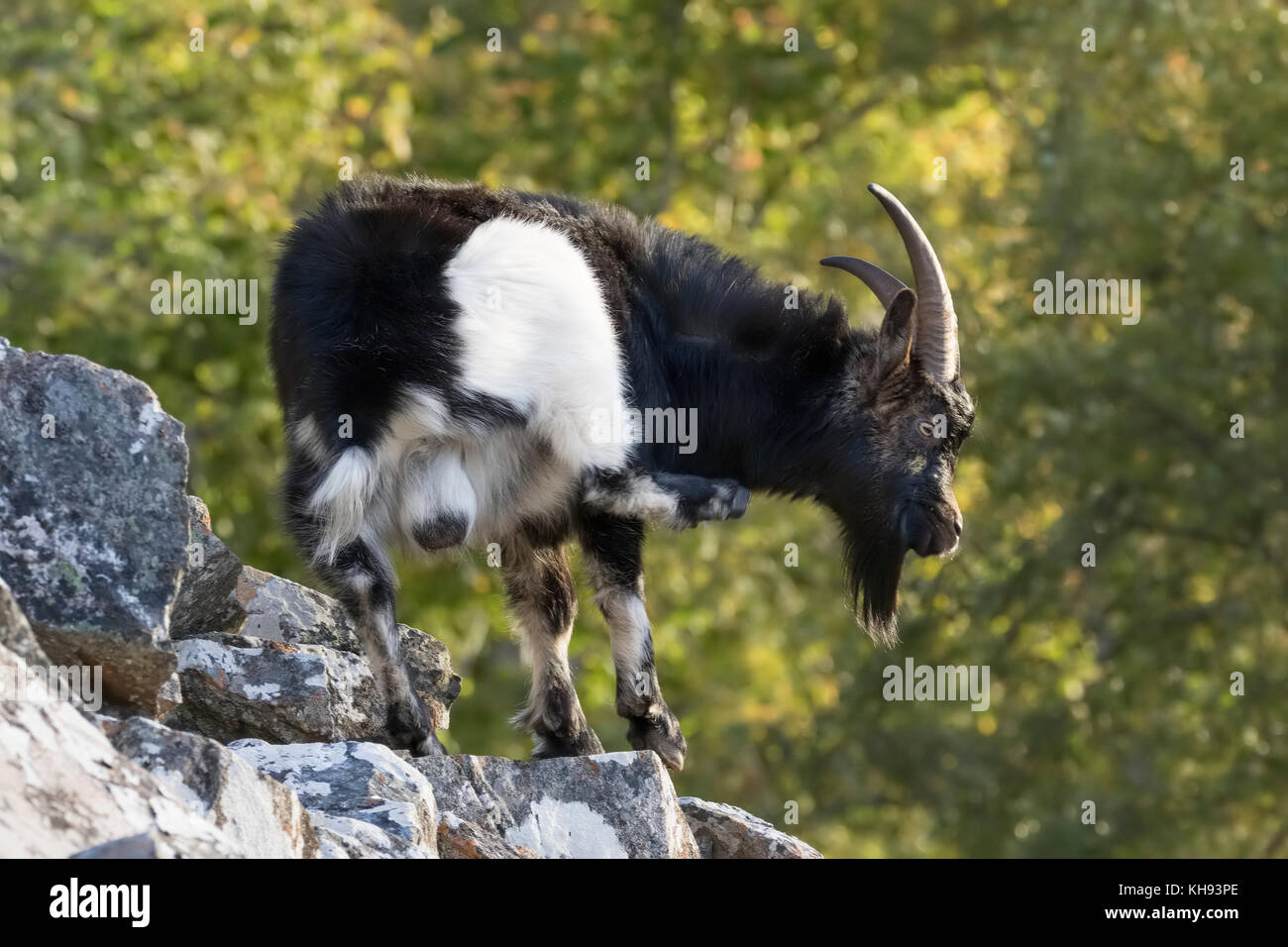 feral goats, capra hircus, male and female close up portrait on a sunny day on a mountain side during autumn in scotland. Stock Photo